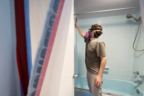 Best Basement Mold Removal  in Bellerose Terrace, NY