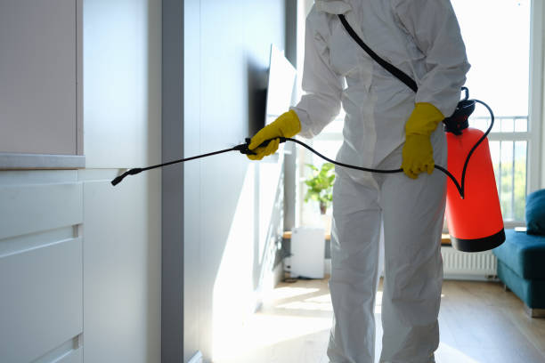 Best Emergency Mold Remediation  in Bellerose Terrace, NY