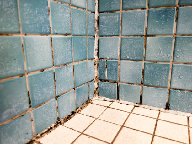 Mold Removal for HVAC Installations in Bellerose Terrace, NY