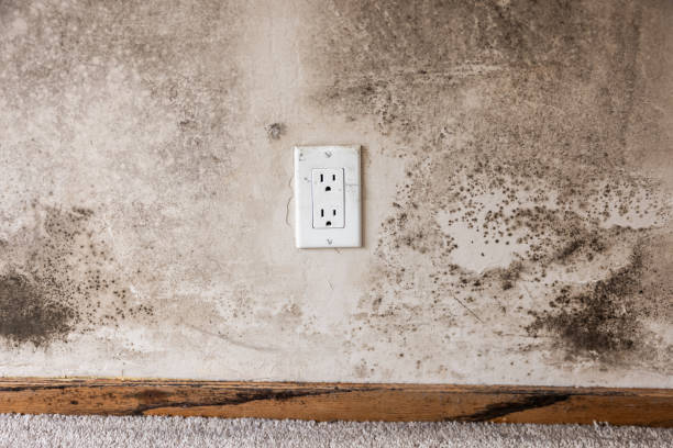 Best Post-Remediation Verification Testing  in Bellerose Terrace, NY