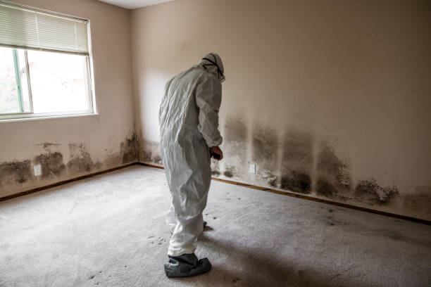 Best Real Estate Mold Inspection  in Bellerose Terrace, NY