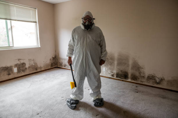 Best Industrial Mold Remediation  in Bellerose Terrace, NY